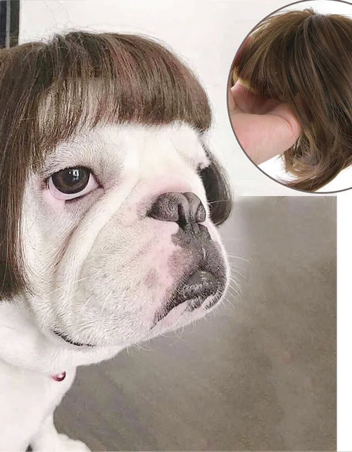 Load image into Gallery viewer, Pet Wigs Cosplay Props Dog Cat Cross-Dressing Hair Set Photography Funny Props Head Accessories Prank Pet Supplies Costumes DIY
